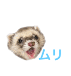 マンチカンのわさびと愉快な仲間たち（個別スタンプ：19）