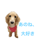 マンチカンのわさびと愉快な仲間たち（個別スタンプ：21）
