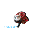 マンチカンのわさびと愉快な仲間たち（個別スタンプ：22）
