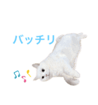 マンチカンのわさびと愉快な仲間たち（個別スタンプ：23）