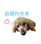 マンチカンのわさびと愉快な仲間たち（個別スタンプ：24）