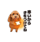 【修正版】かわいい犬たち♡敬語冬プードル（個別スタンプ：9）