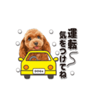 【修正版】かわいい犬たち♡敬語冬プードル（個別スタンプ：19）