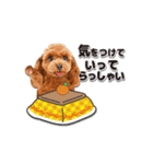 【修正版】かわいい犬たち♡敬語冬プードル（個別スタンプ：20）