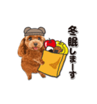 【修正版】かわいい犬たち♡敬語冬プードル（個別スタンプ：21）
