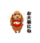 【修正版】かわいい犬たち♡敬語冬プードル（個別スタンプ：27）