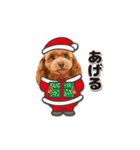 【修正版】かわいい犬たち♡敬語冬プードル（個別スタンプ：36）