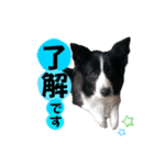ラチラピスタンプ（個別スタンプ：3）