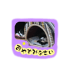 ラチラピスタンプ（個別スタンプ：6）