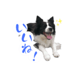 ラチラピスタンプ（個別スタンプ：8）