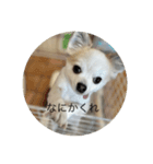 コハクのスタンプ3（個別スタンプ：5）