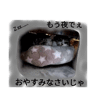 ととここあ猫スタンプ3（個別スタンプ：3）