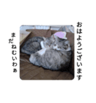 ととここあ猫スタンプ3（個別スタンプ：4）
