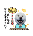 お正月の秋田犬（個別スタンプ：3）