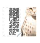 ネコロウさんの年中使えるメッセージ（個別スタンプ：14）