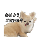 ルアとモモ（個別スタンプ：1）