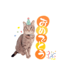 アランファミリー第二弾（個別スタンプ：4）