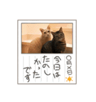 カイムギチロルのスタンプ（個別スタンプ：15）