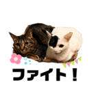 カイムギチロルのスタンプ（個別スタンプ：16）