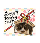 ねこちゃん正月の挨拶（個別スタンプ：1）