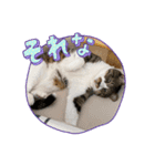 ねこちゃん正月の挨拶（個別スタンプ：5）