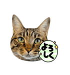 グルメ猫ラッキー☆（個別スタンプ：1）
