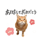 hknの日常3(文字あり )（個別スタンプ：8）