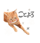 hknの日常3(文字あり )（個別スタンプ：9）