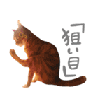 hknの日常3(文字あり )（個別スタンプ：25）