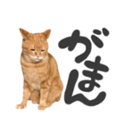 hknの日常3(文字あり )（個別スタンプ：26）