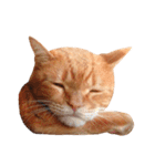 hknの日常3(文字あり )（個別スタンプ：29）