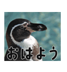 動物園の仲間たち(ペンギン)（個別スタンプ：1）