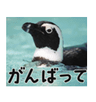 動物園の仲間たち(ペンギン)（個別スタンプ：12）