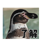 動物園の仲間たち(ペンギン)（個別スタンプ：16）