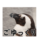 動物園の仲間たち(ペンギン)（個別スタンプ：32）