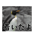 動物園の仲間たち(ペンギン)（個別スタンプ：33）