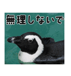 動物園の仲間たち(ペンギン)（個別スタンプ：34）