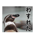 動物園の仲間たち(ペンギン)（個別スタンプ：35）