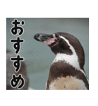 動物園の仲間たち(ペンギン)（個別スタンプ：36）