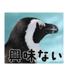 動物園の仲間たち(ペンギン)（個別スタンプ：37）