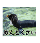 動物園の仲間たち(ペンギン)（個別スタンプ：39）