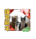 たま空新年（個別スタンプ：3）