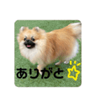 じゅなしあすたんぷ（個別スタンプ：13）