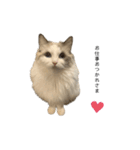 ぷくともっちゃ（個別スタンプ：1）