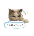 ぷくともっちゃ（個別スタンプ：4）