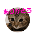 ノアくんスタンプpart1（個別スタンプ：8）