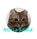 ノアくんスタンプpart1（個別スタンプ：15）