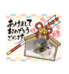 景虎(カゲトラ)君の成猫スタンプ4☆（個別スタンプ：1）