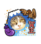 景虎(カゲトラ)君の成猫スタンプ4☆（個別スタンプ：3）