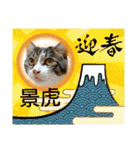 景虎(カゲトラ)君の成猫スタンプ4☆（個別スタンプ：4）